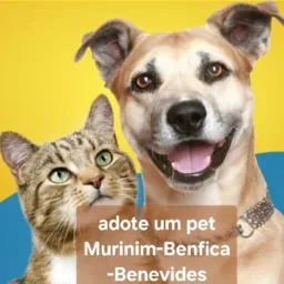 Adote um pet e tenha um amigo para todas as horas🐶🐈🐾