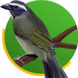 Trinca ferro heliopolis bps