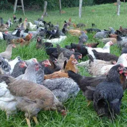 Venda e Brik de aves e animais de todo tipo