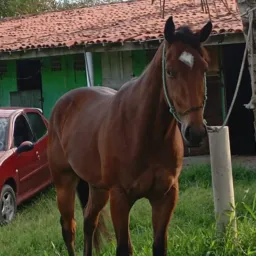 RIFA DO POTRO ALADIM