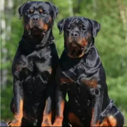 Só Rottweiler De Coari