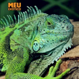 Répteis e Anfíbios 🦎🐍🐢