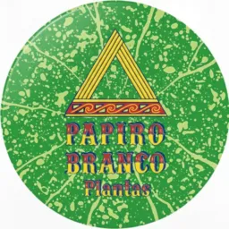 Papiro Branco - Plantas