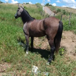 Os catireiro de Resende🤠🌾