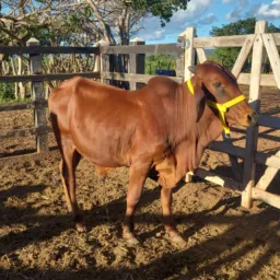 Rifa de um Garrote Sindi registrado