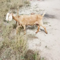 RIFA DE UMA CABRA