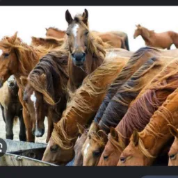 🐎CATIRA DE CAVALO MUARES PORCO E GALIZÉ e madeira 🐎