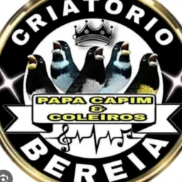 Grupo de papa capim chope