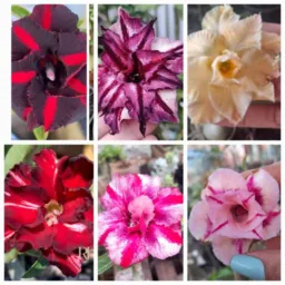 Rifa de plantas d Lu 🥰. Só 1,00 o número