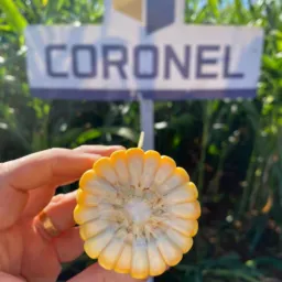 9️⃣🌽🌾Venda direta de sementes: Milho, Sorgo e Pastagem