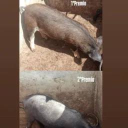 Rifa dos leitões 🐷🐷🐷