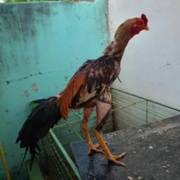 Galistas de Sergipe 079