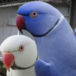 Uber#Troca&Vendas de Aves