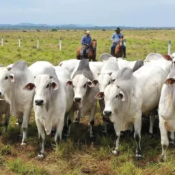 O menino da pecuária o sistema bruto🤠🤠🤠🤠