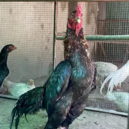 1 Time Winer Group Sale Purchase