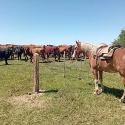 TA FEITO O BRICK , (CACHOEIRINHA RS) POA , REGIAO