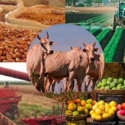 VENDAS AGRICOLAS PALOTINA- MARIPÁ