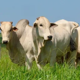 🐂 ARAGUAINA-TO COMPRA E VENDAS DE GADO🐂