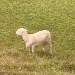 Ação entre amigos  1 borego de 35 kilos média