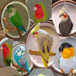🪶🪶🦜🦜PASSAROS EXÓTICOS FLORIANÓPOLIS E REGIAO🦜🦜🪶🪶