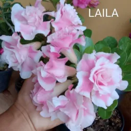 Só plantas Amarante 🌺🌸🪴