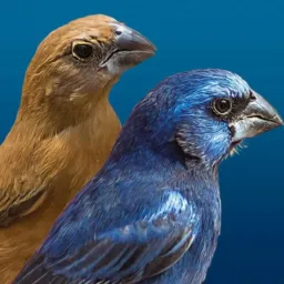 🐦⬛ Azulões Paraíba 🐦⬛