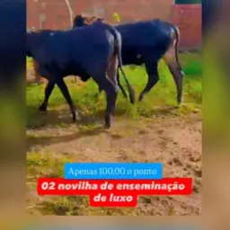 *🐄2 NOVILHAS DE ENSEMINACAO