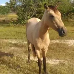 rifa de uma uma poutra de égua