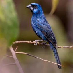 Rifa De Azulão 🐦‍⬛