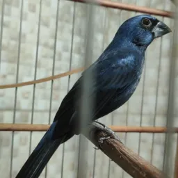 Cria é preservar (PB)