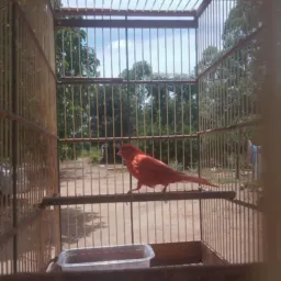 Belgas top vermelho 1 edição