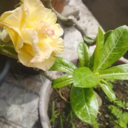 Rifa rosas Elaine