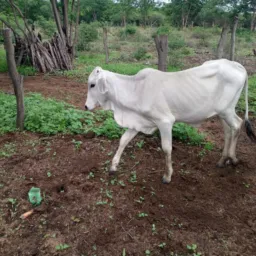 Rifa beneficente pró d cirurgias da minha mãe 🙏🙏