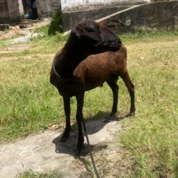 Rifa de um carneiro