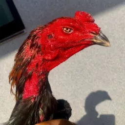 Fighter Aseel Lahore 🐣🐓Sale & Purchase Group