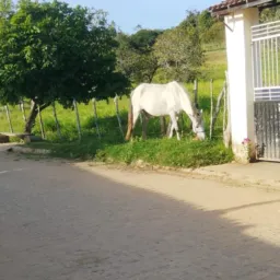 Rifa de uma égua 🐎