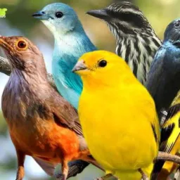 Boladores de pássaros da área da maioba 🦜🦅