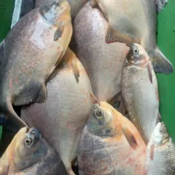Amigos da pesca de juruá