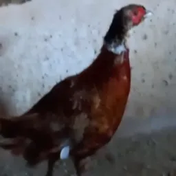 Grupo sua catira