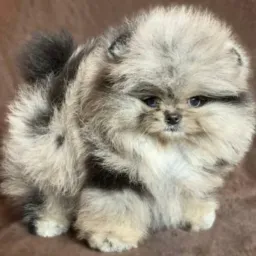 🐾🐾  SPITZ ALEMÃO & CIA  🐾 🐾