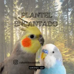 DDD 62/61/64 AVES GOIÂNIA E GOIÁS 🪺🦜🪶