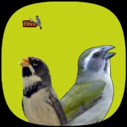 ❤️ APAIXONADOS POR COLEIROS E TRINCAS RIO DE JANEIRO 🐦⬛🦅