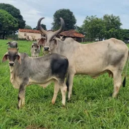 02 AGRONEGOCIOS BRASIL🐄🐷🐓🦆🐎