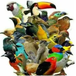 ROLO DAS AVES RJ🇧🇷🐧