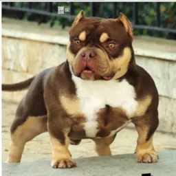 Só vendas de doguinho top