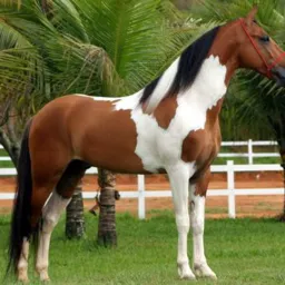 Os catireiros de goias