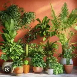 Doação e venda de plantas 🪴