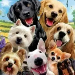 🤣❤TROPA DOS CARAMELOS🐕💞