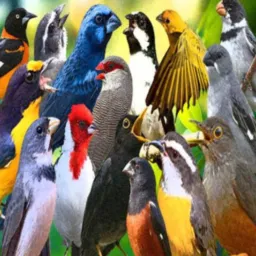 AMANTES DAS AVES RJ🦅