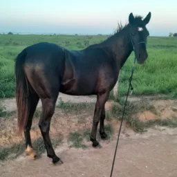 Rifa de uma potra🐎